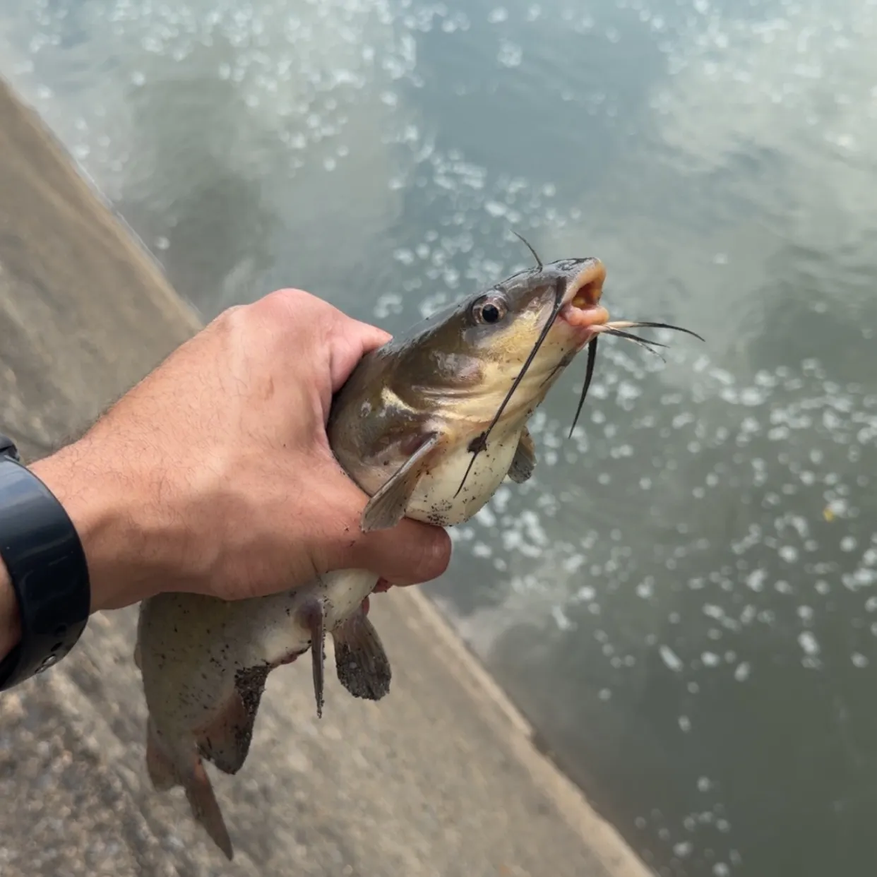 The most recent Black bullhead catches on Fishbrain