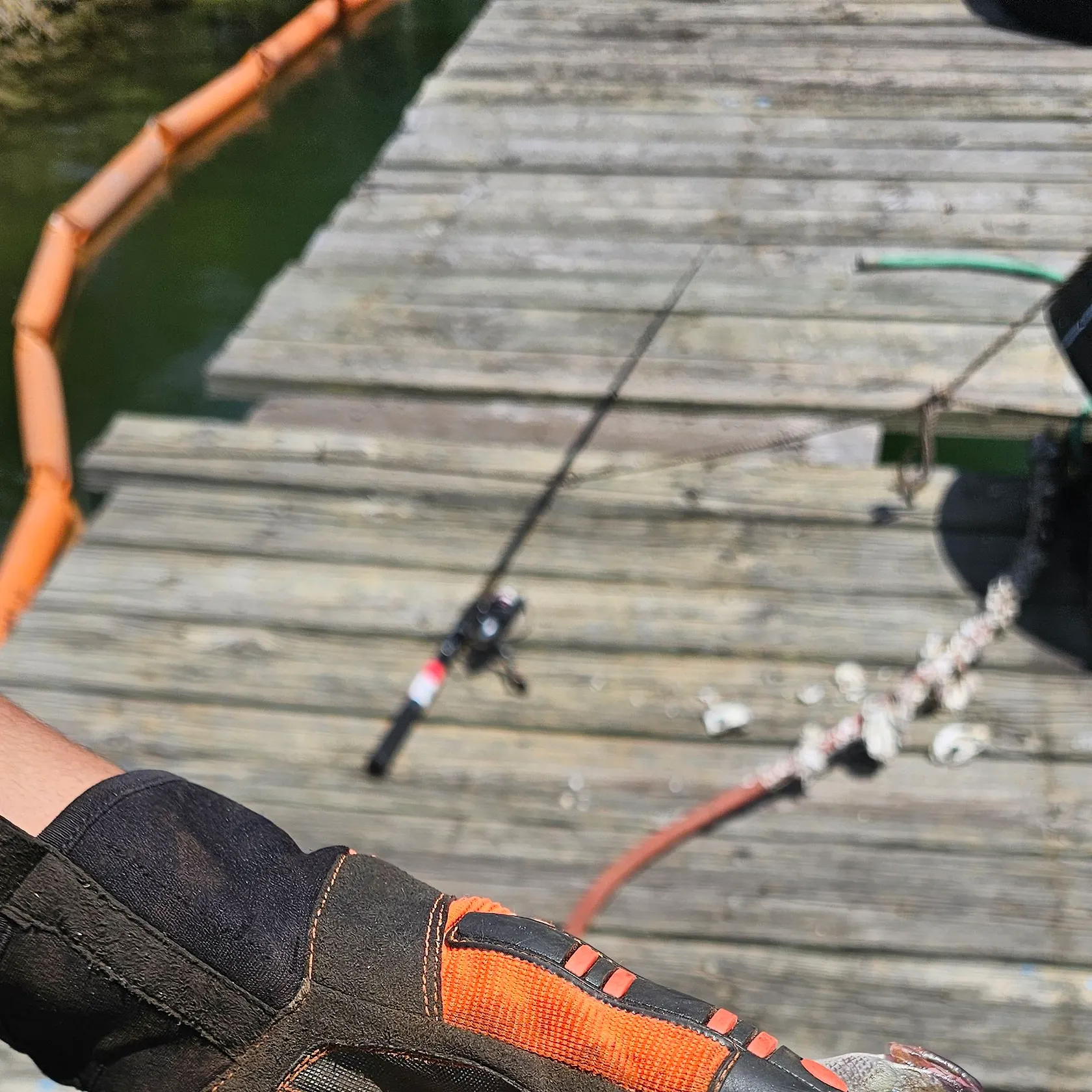 The most recent Smallspotted grunter catches on Fishbrain