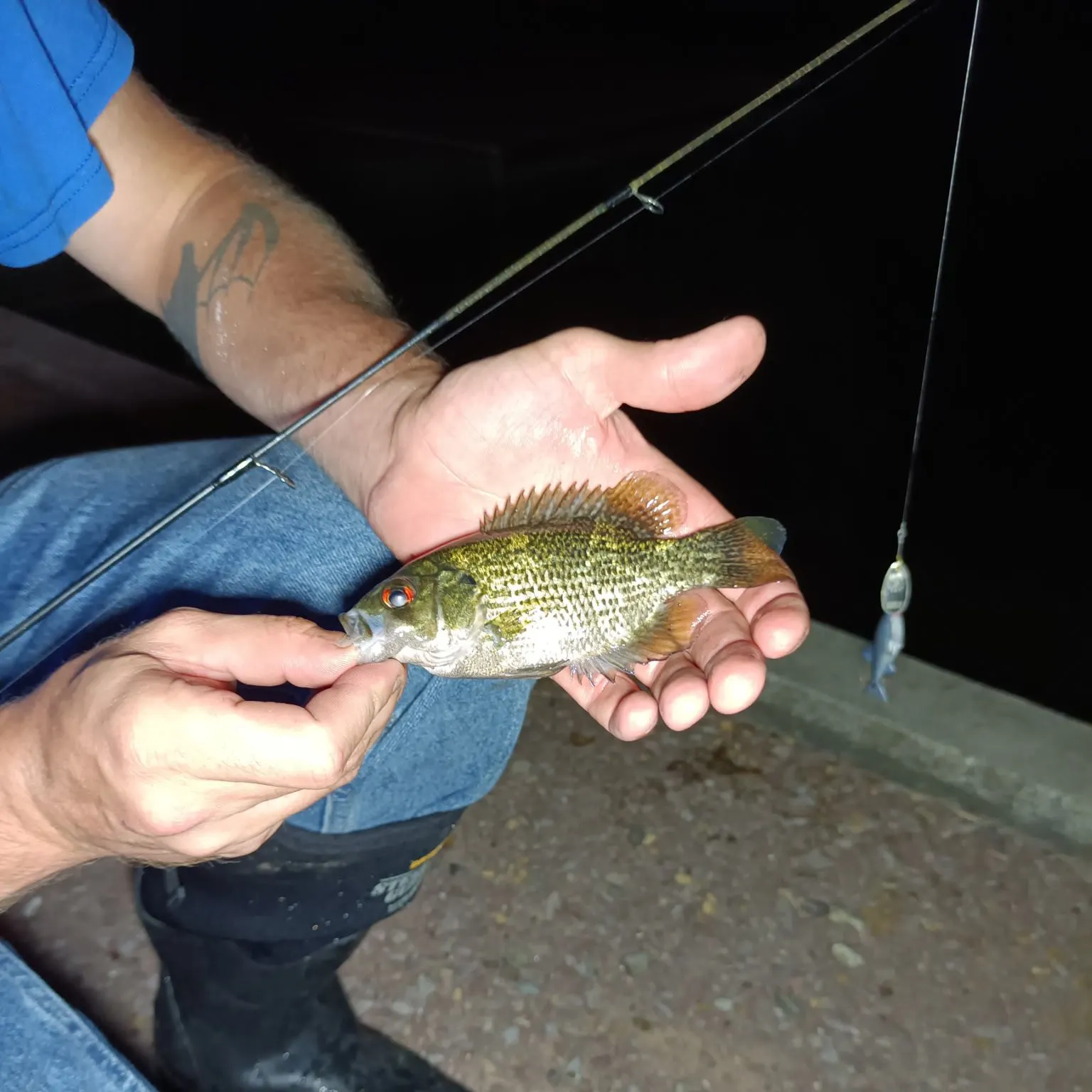 recently logged catches