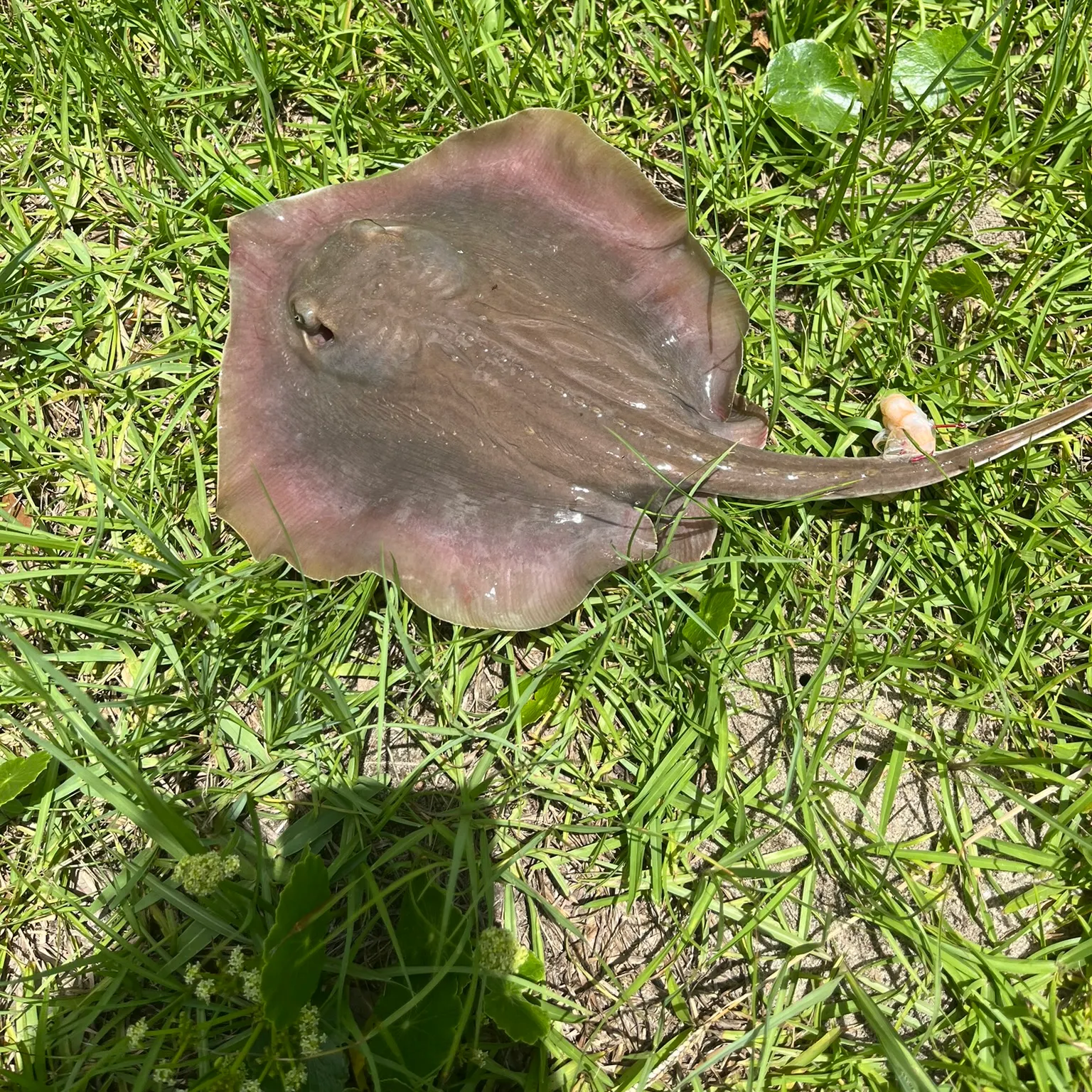 The most recent Atlantic stingray catches on Fishbrain