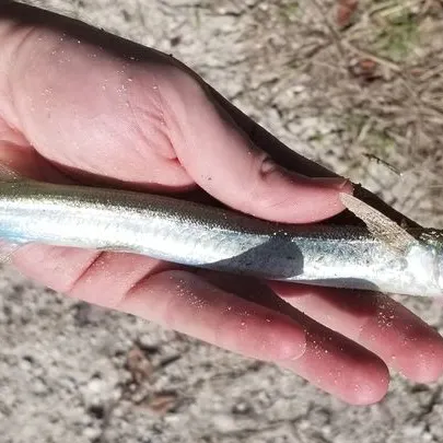 The most recent Redfin needlefish catches on Fishbrain