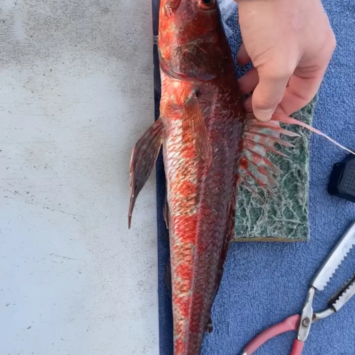 The most recent Red gurnard catches on Fishbrain