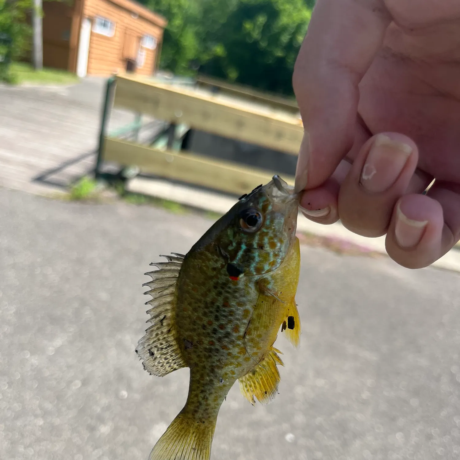 catch