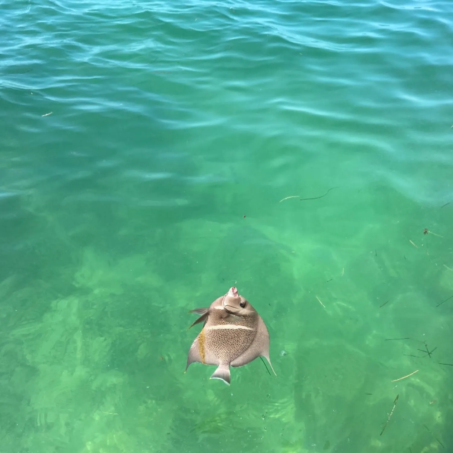 The most recent Gray angelfish catches on Fishbrain