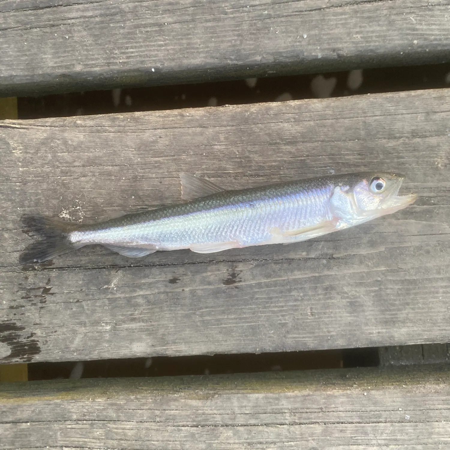 The most recent European smelt catches on Fishbrain