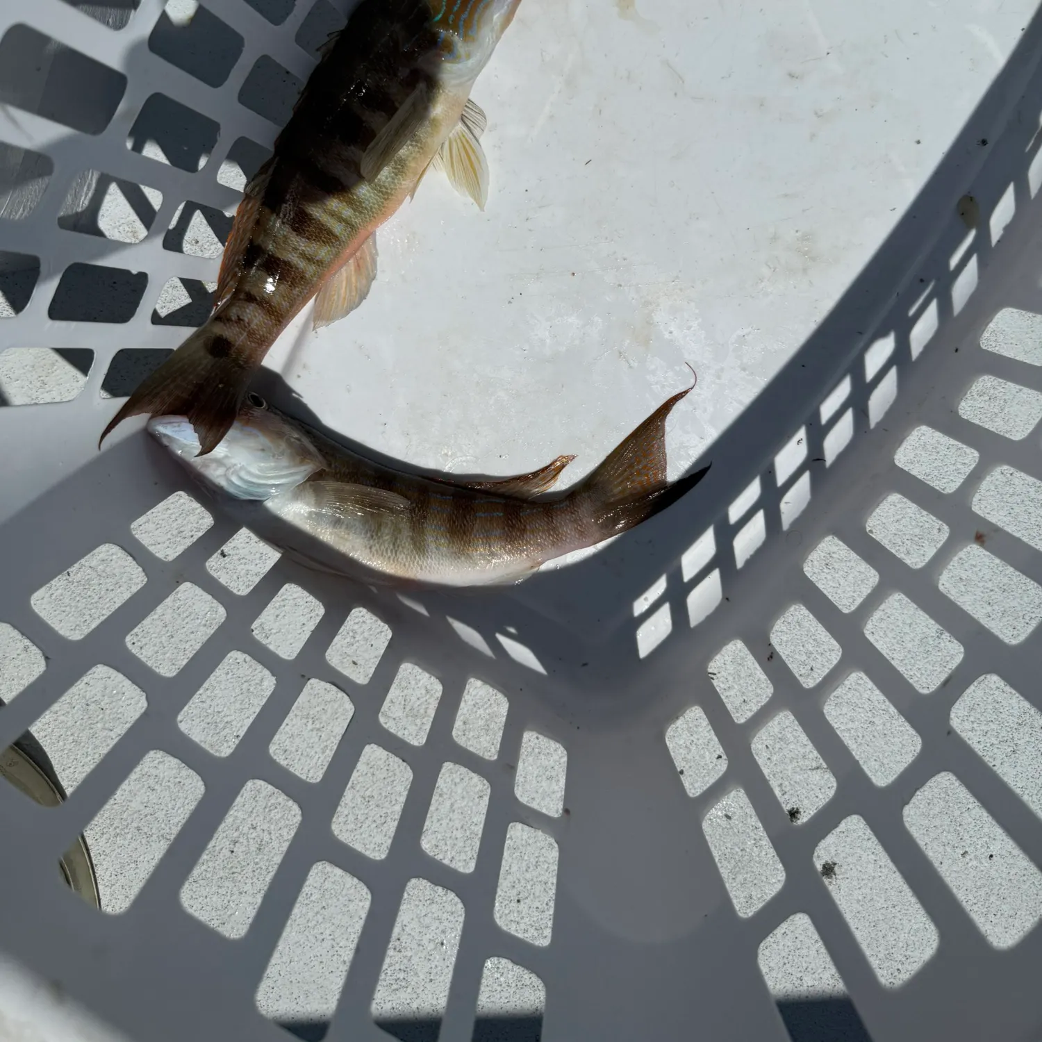 The most recent Sand perch catches on Fishbrain