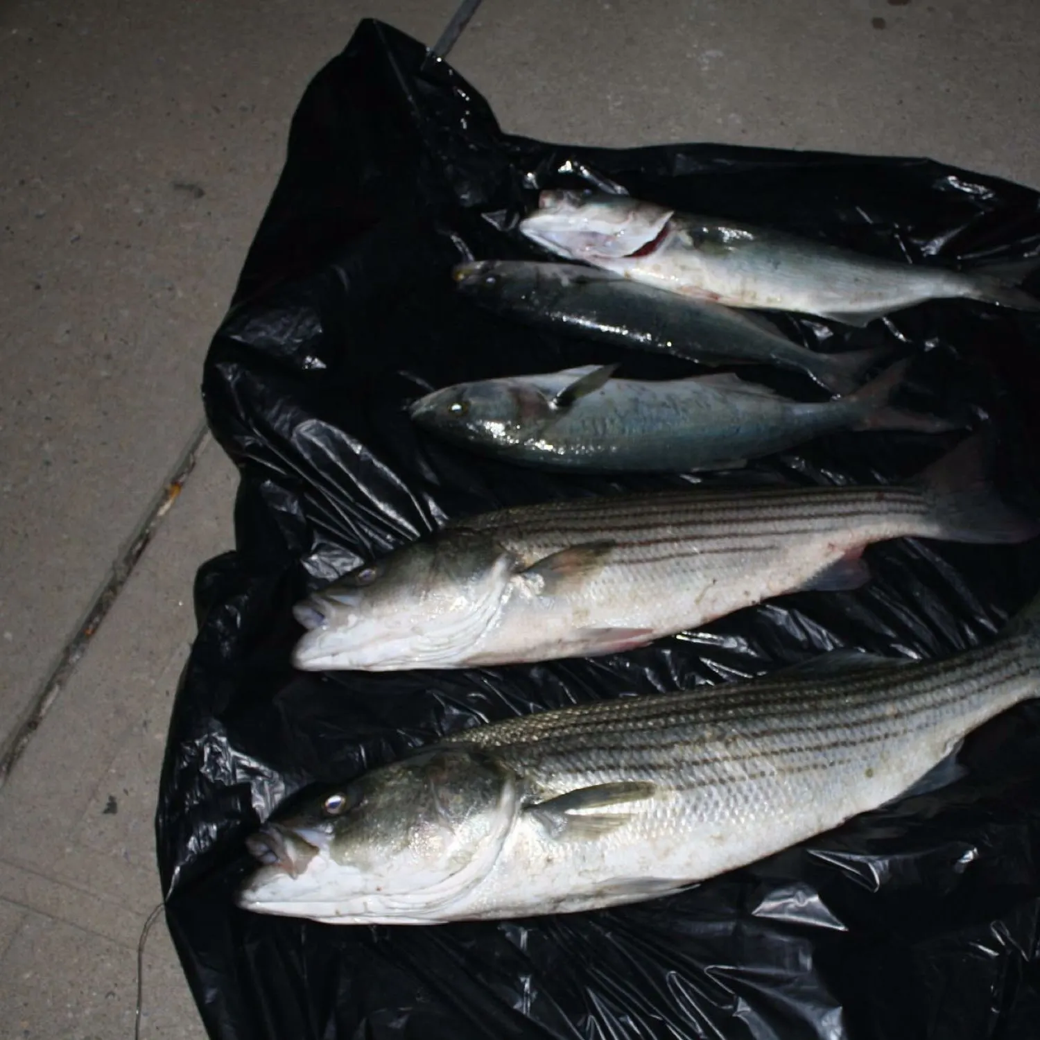 recently logged catches