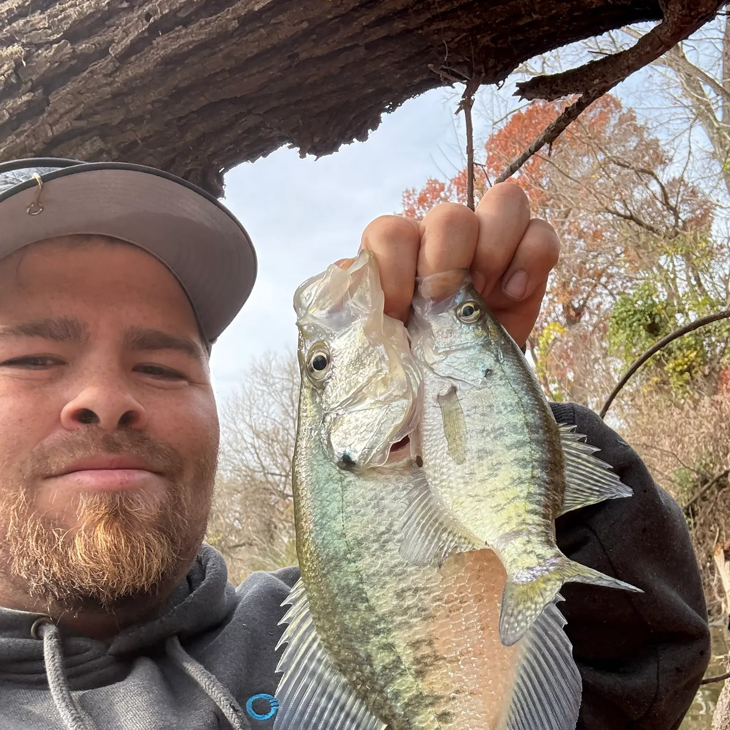 The most recent White crappie catches on Fishbrain