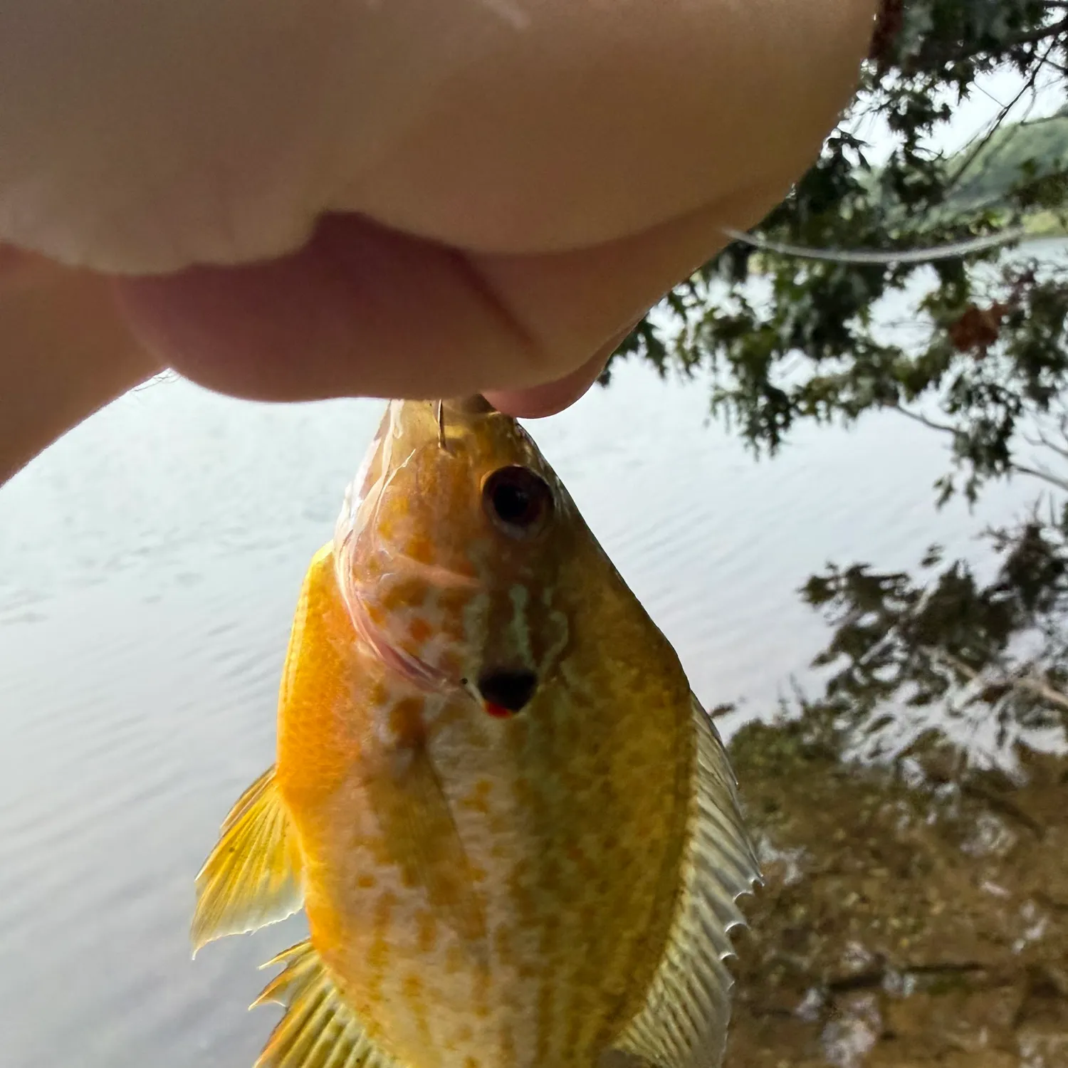 Pumpkinseed caught on Fishbrain