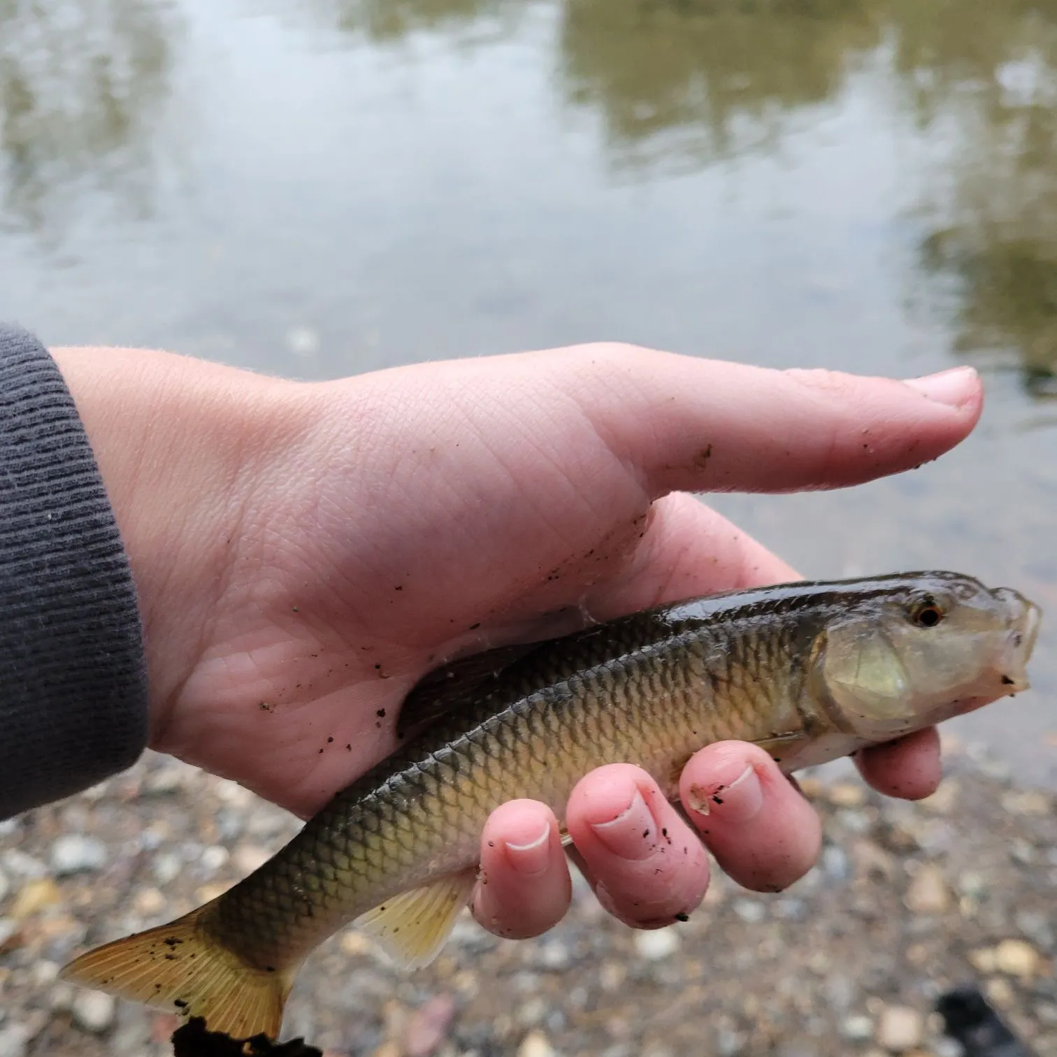 The most recent River chub catches on Fishbrain
