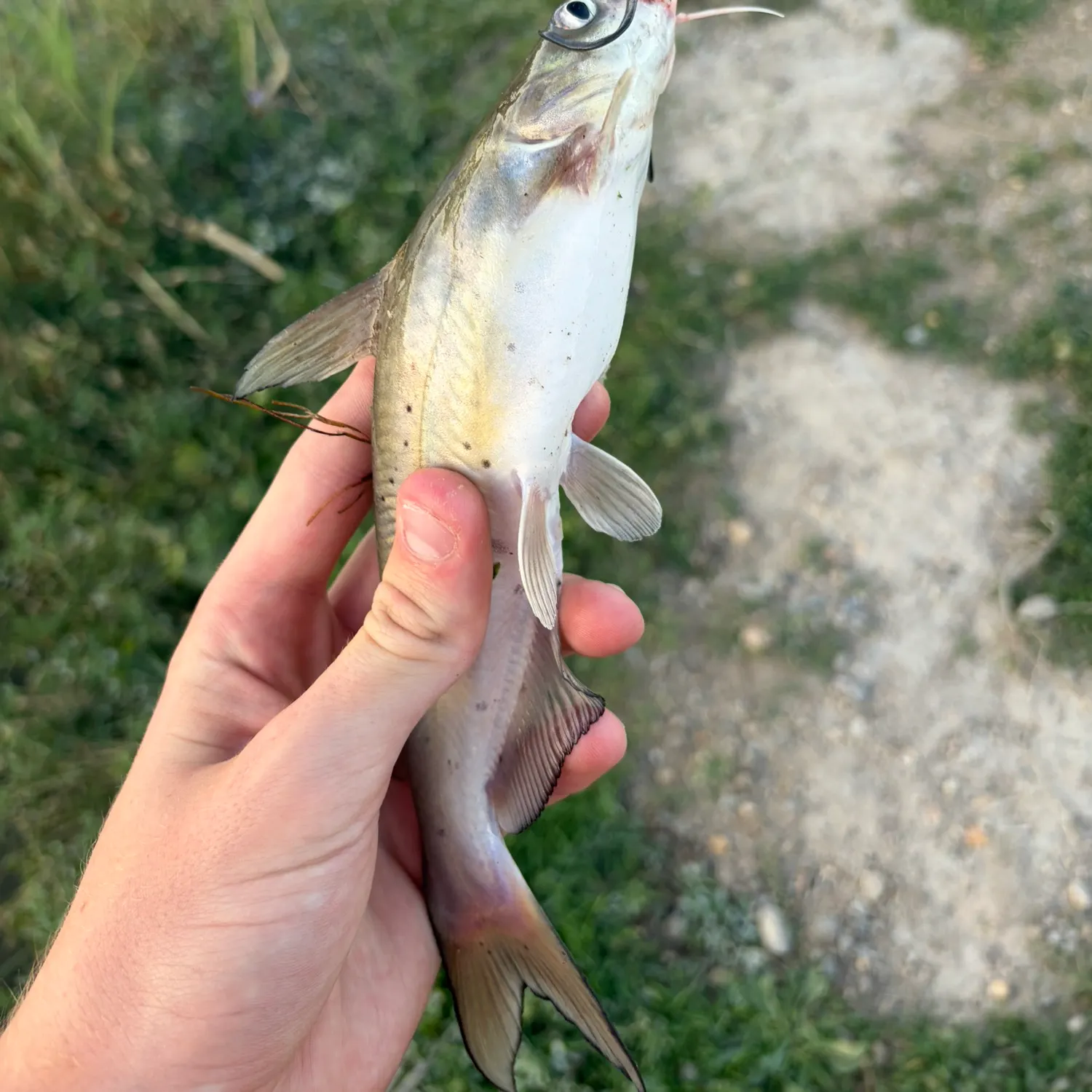 Channel catfish caught on Fishbrain