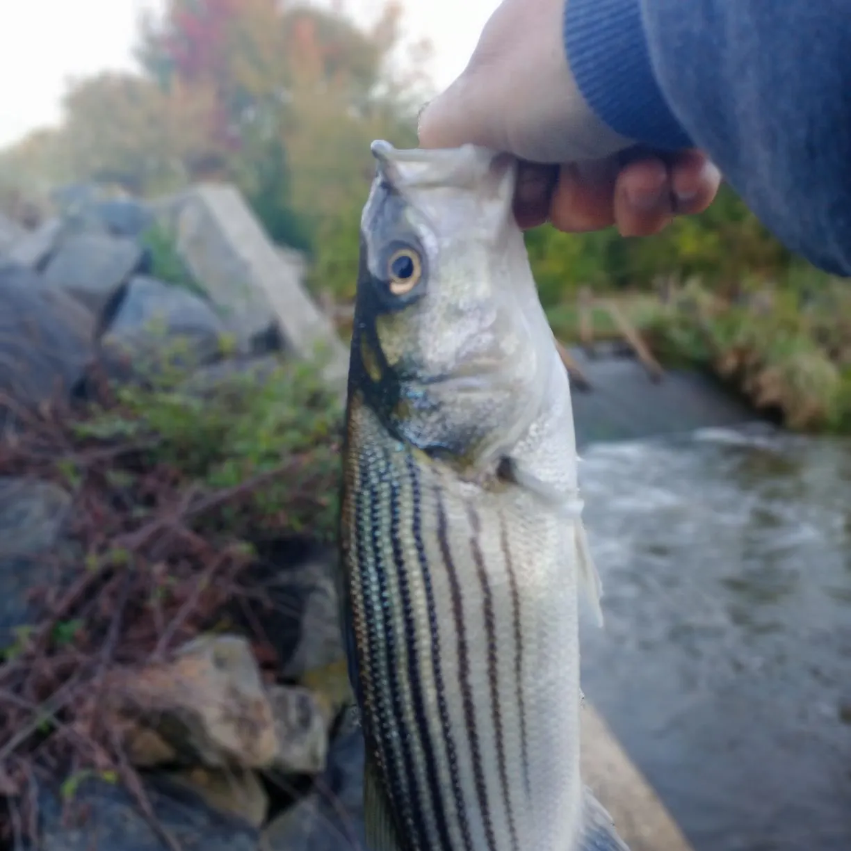 Striped bass caught on Fishbrain