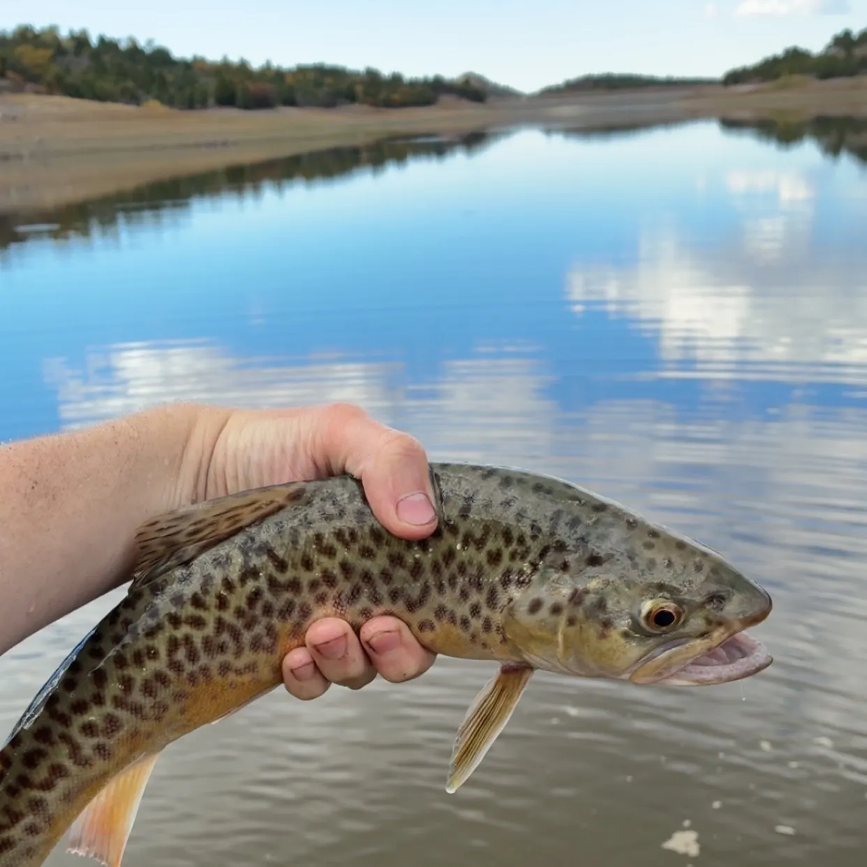 Tiger trout caught on Fishbrain