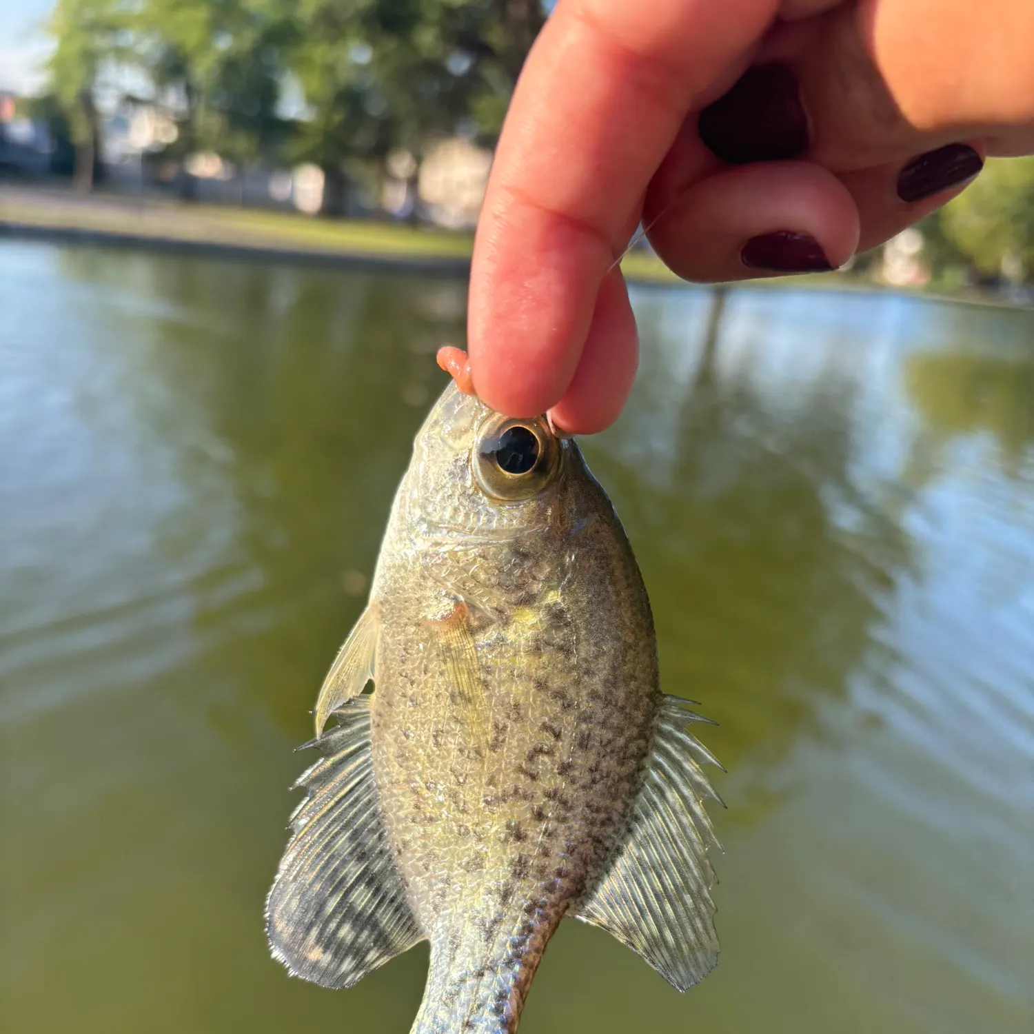 White crappie caught on Fishbrain