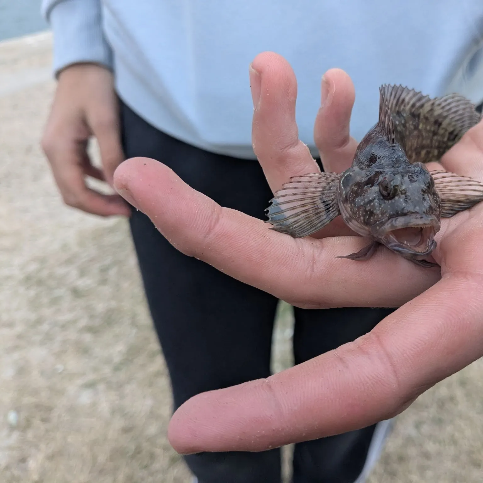 The most recent Pug-headed mudskipper catches on Fishbrain
