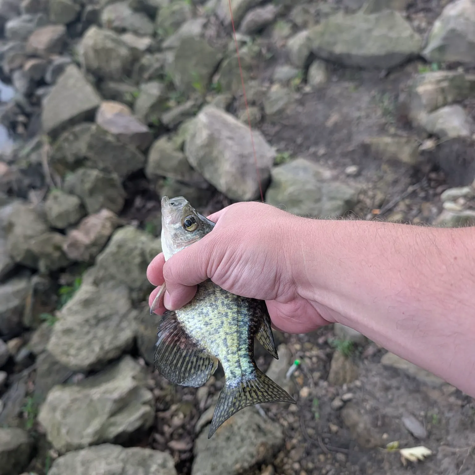 Black crappie caught on Fishbrain