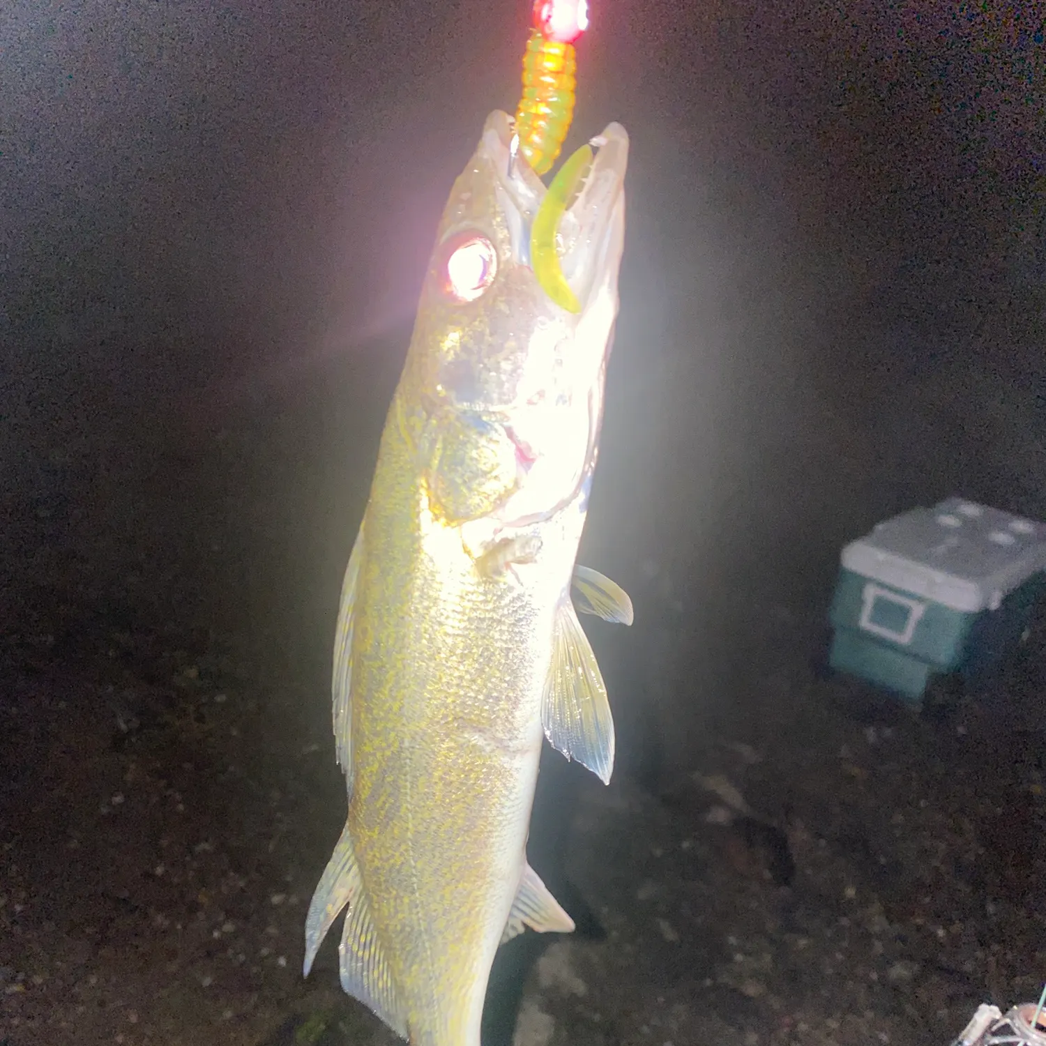 Walleye caught on Fishbrain