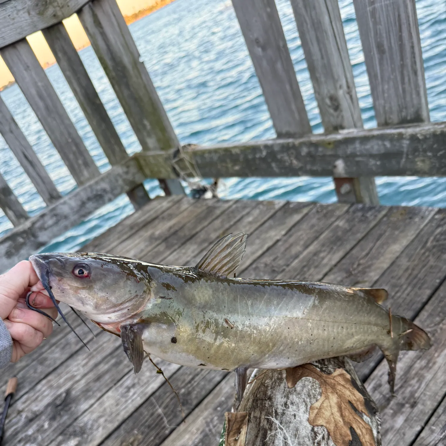 catch