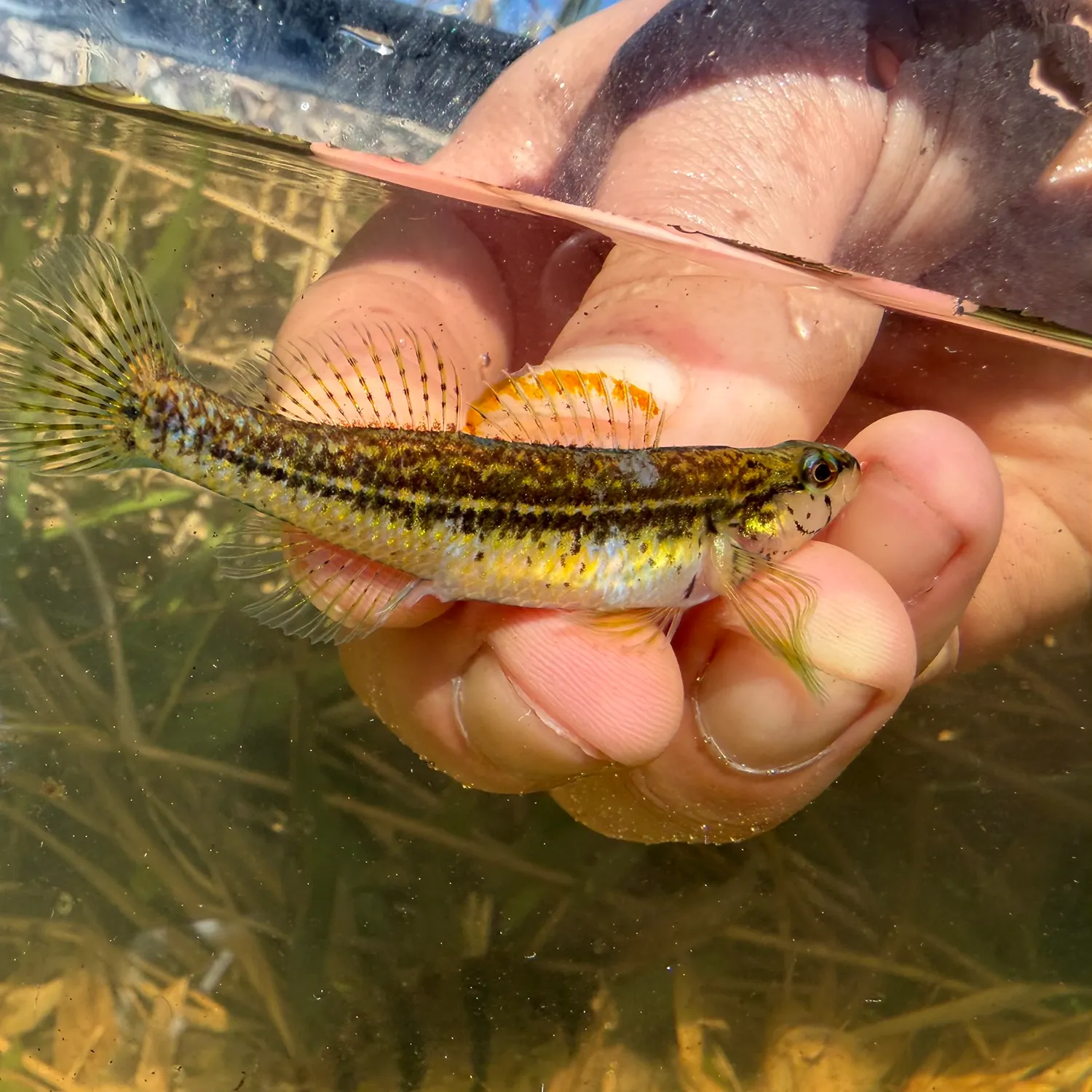 The most recent Cypress darter catches on Fishbrain
