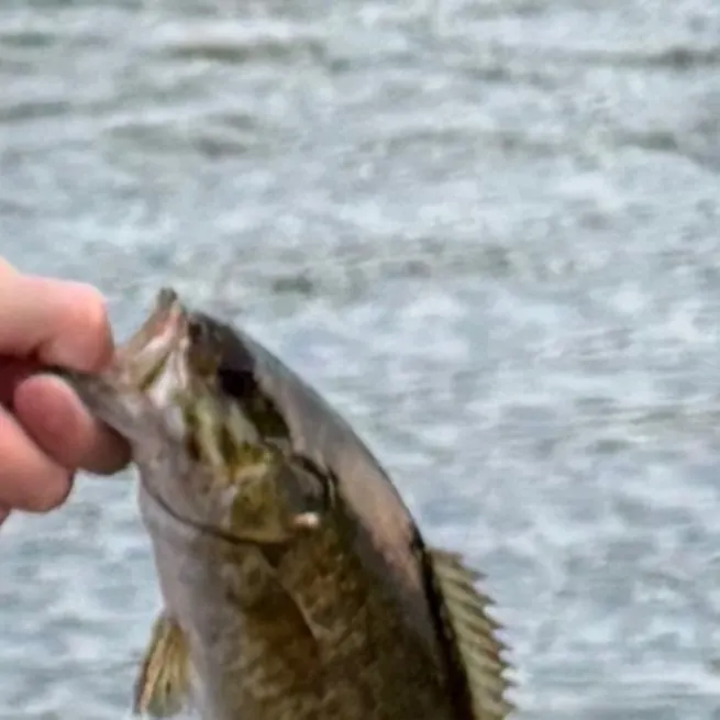 Smallmouth bass caught on Fishbrain