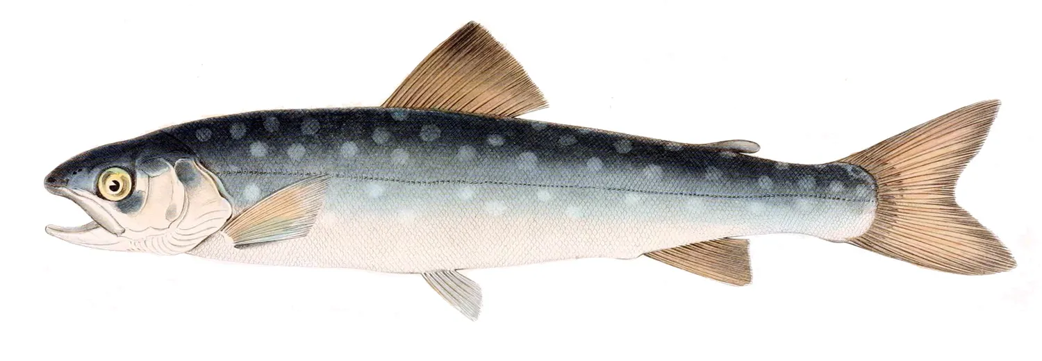 Whitespotted char