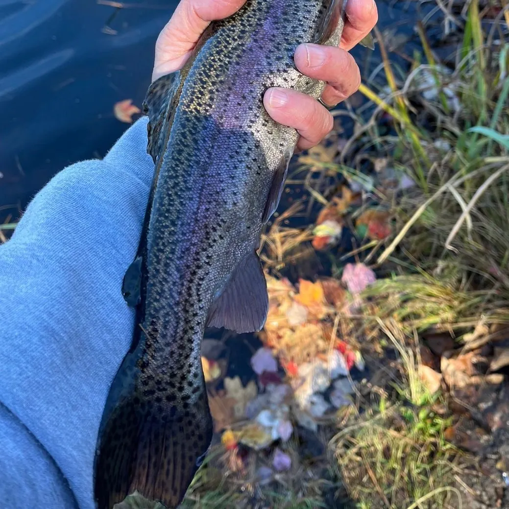 Rainbow trout caught on Fishbrain