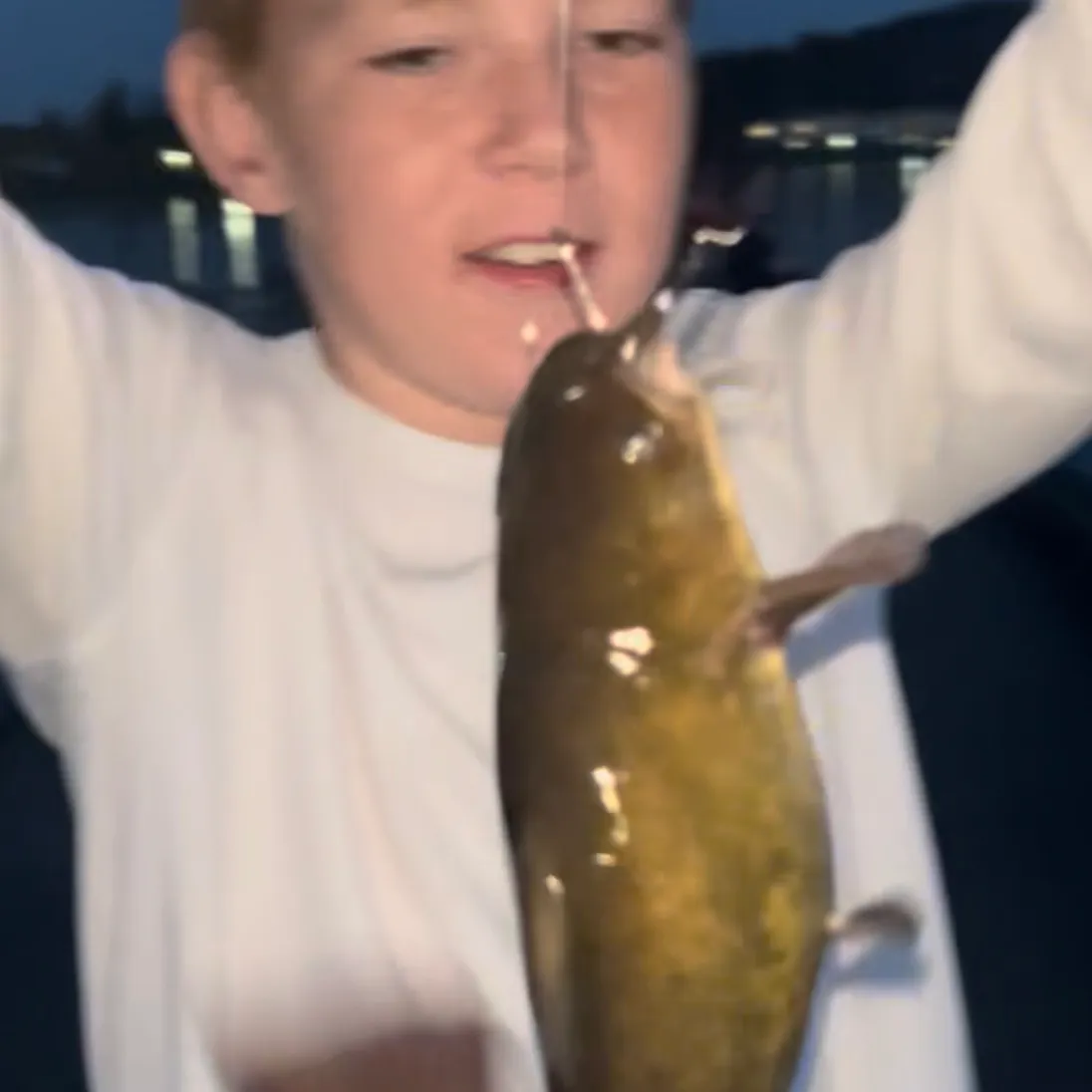 Brown bullhead caught on Fishbrain