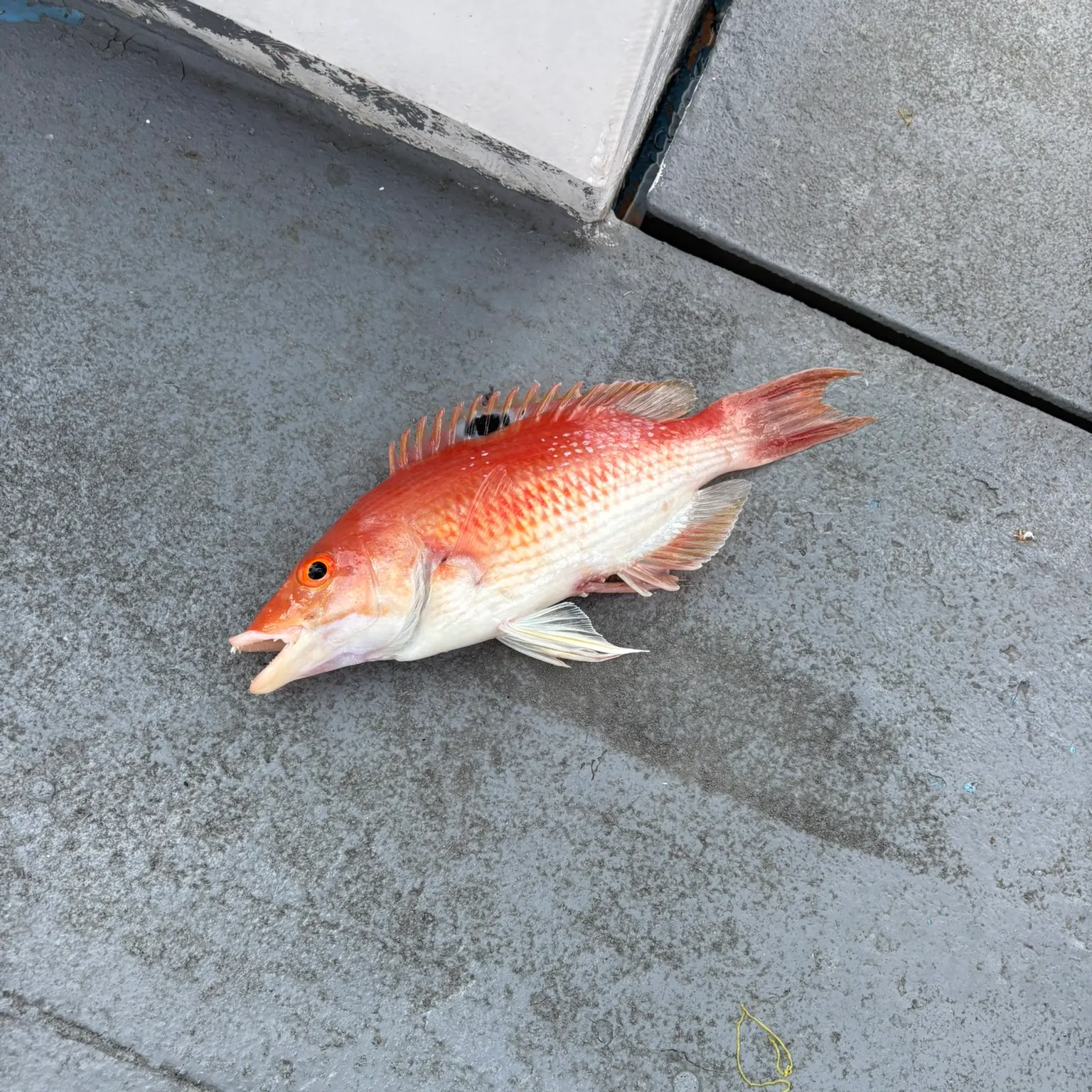 The most recent Red pigfish catches on Fishbrain