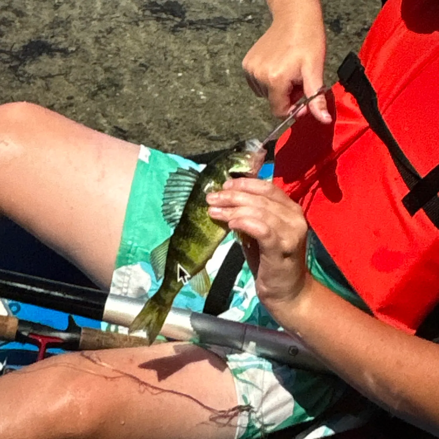 Yellow perch caught on Fishbrain