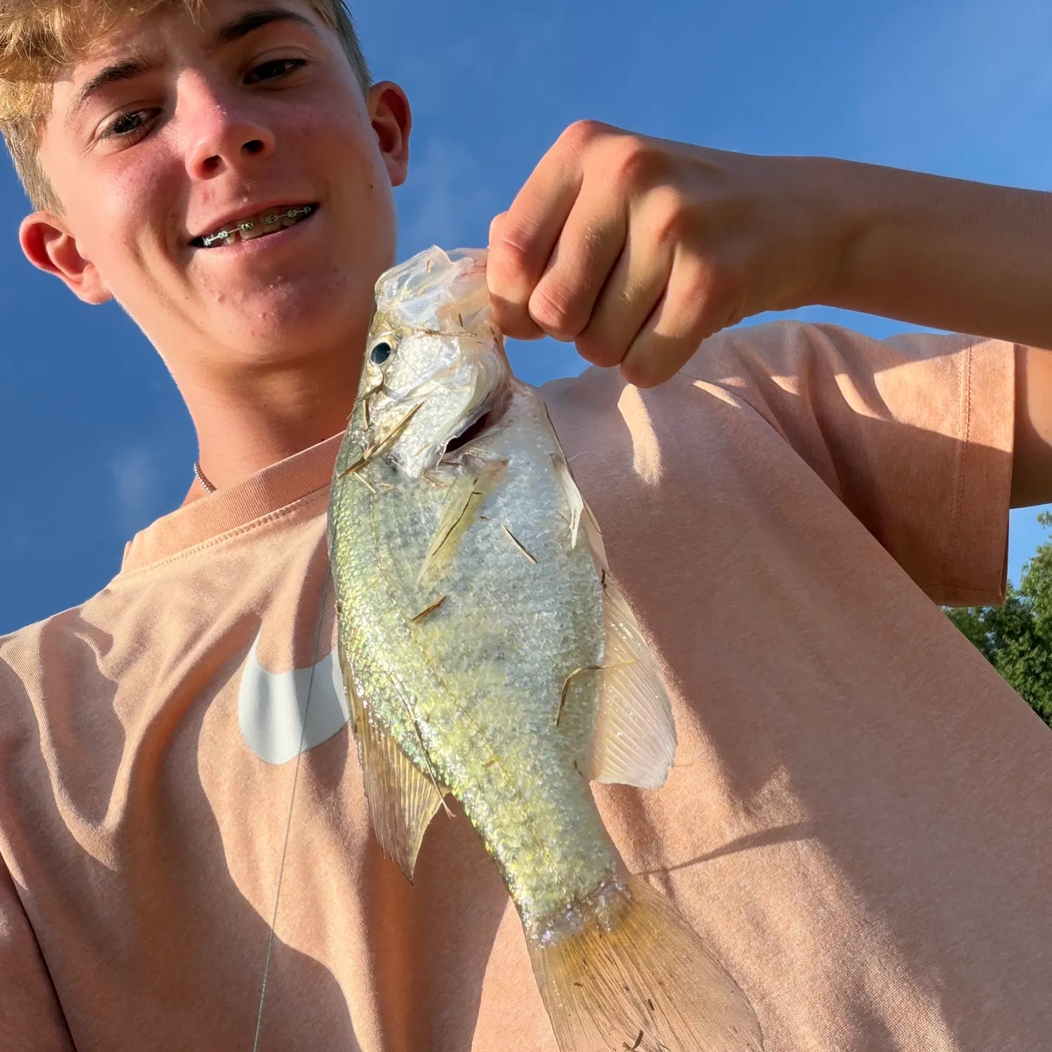 White crappie caught on Fishbrain