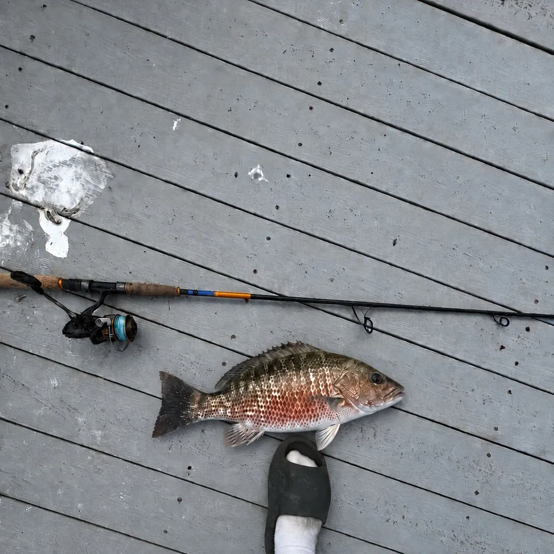 Mangrove snapper caught on Fishbrain