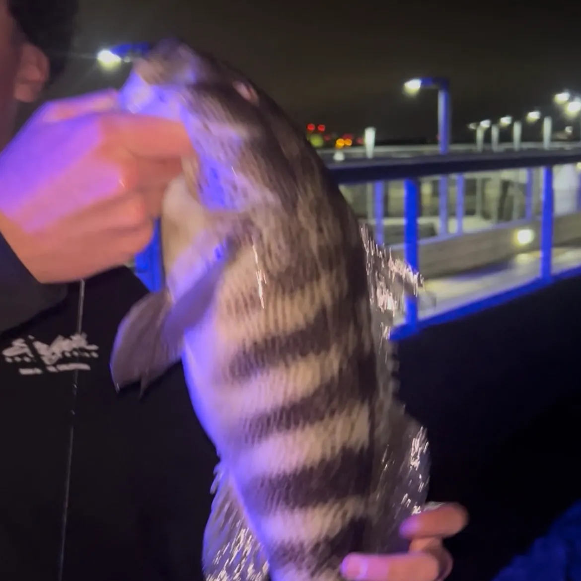 The most recent Spotted sand bass catches on Fishbrain
