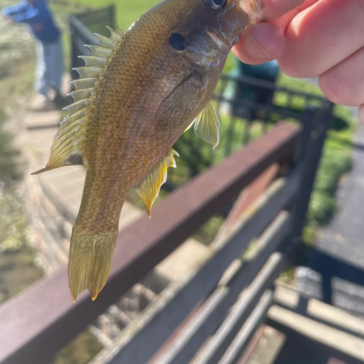 Green sunfish caught on Fishbrain