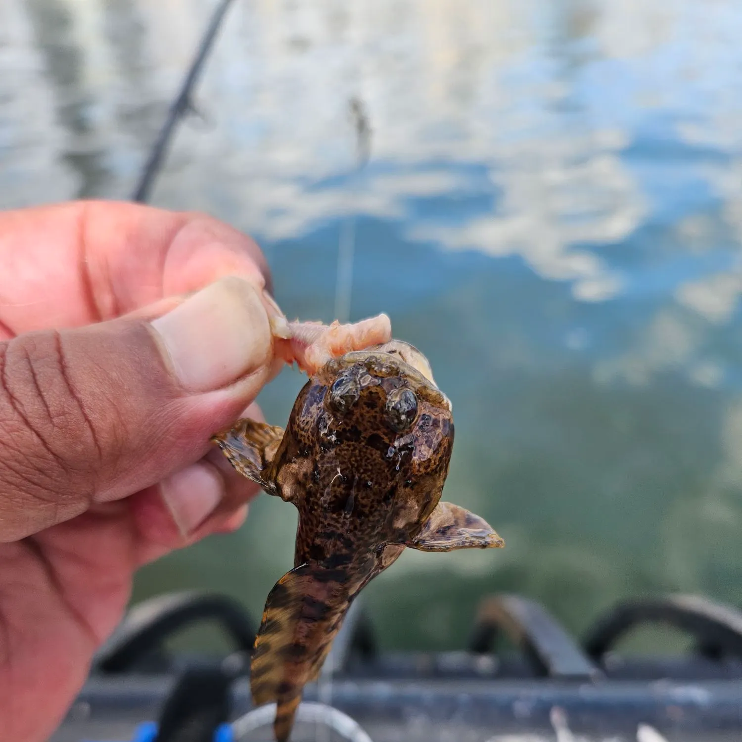 Oyster toadfish caught on Fishbrain