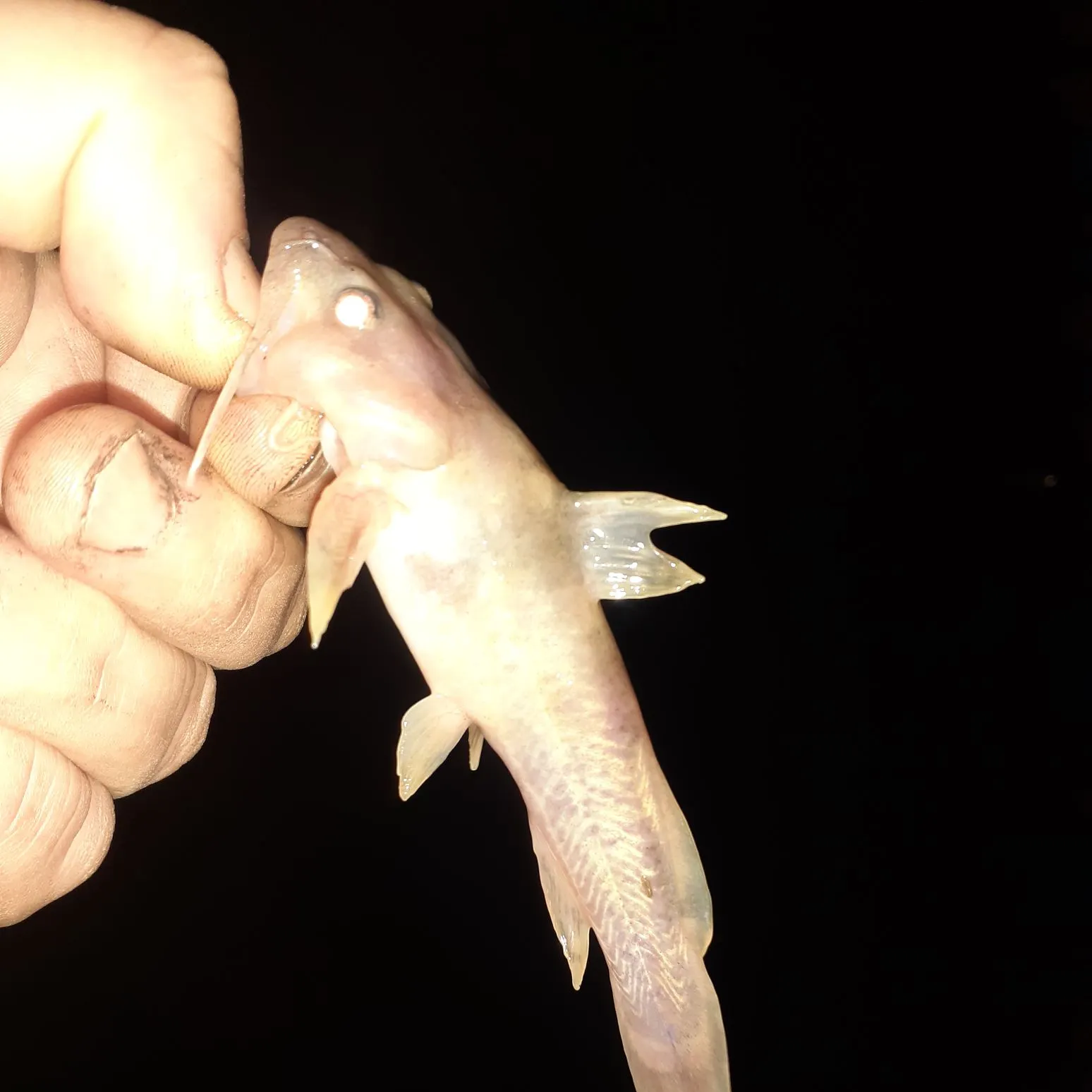 Northern madtom caught on Fishbrain