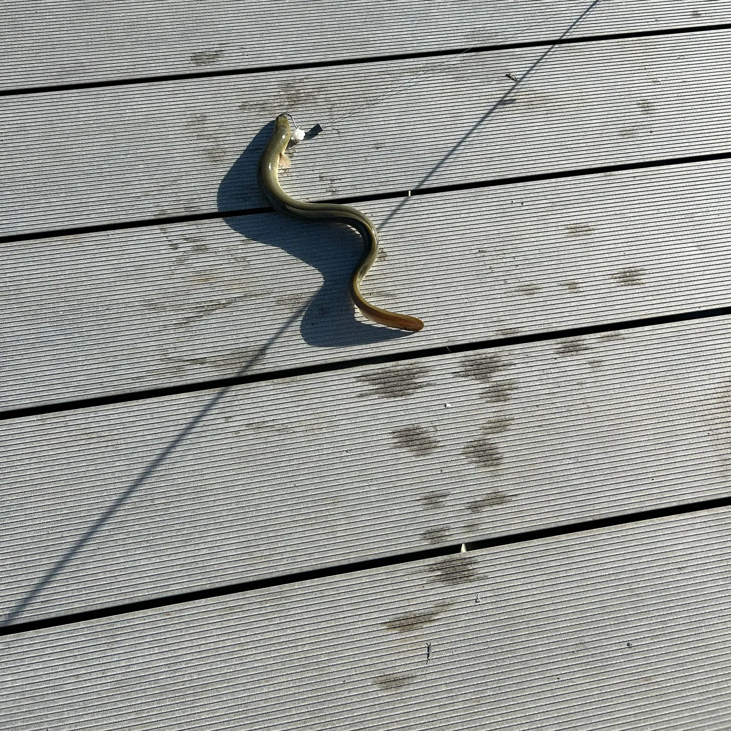 American eel caught on Fishbrain