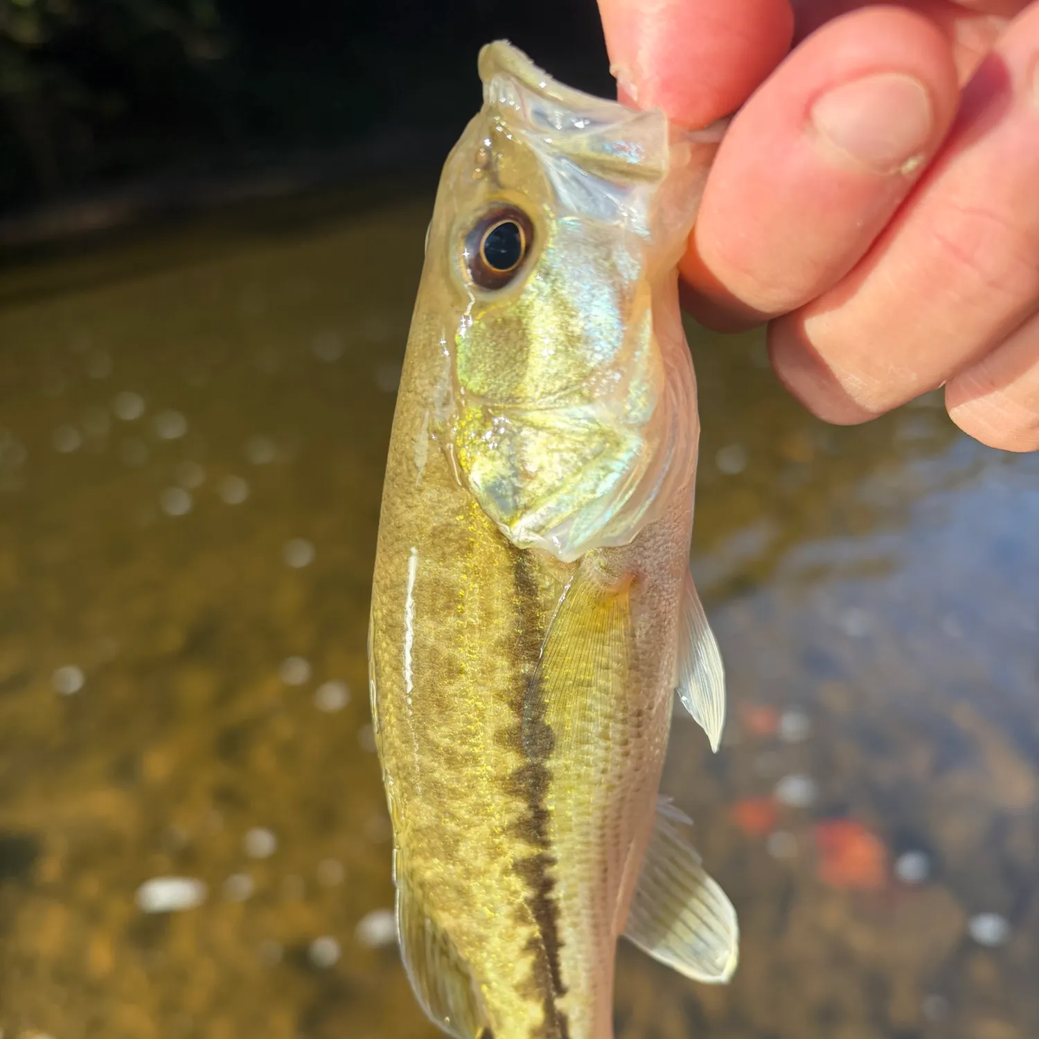 Spotted bass caught on Fishbrain