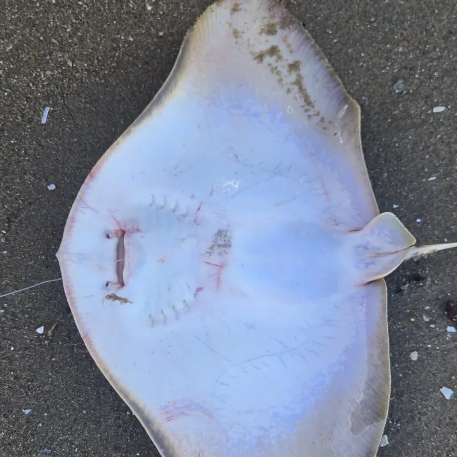 The most recent California butterfly ray catches on Fishbrain