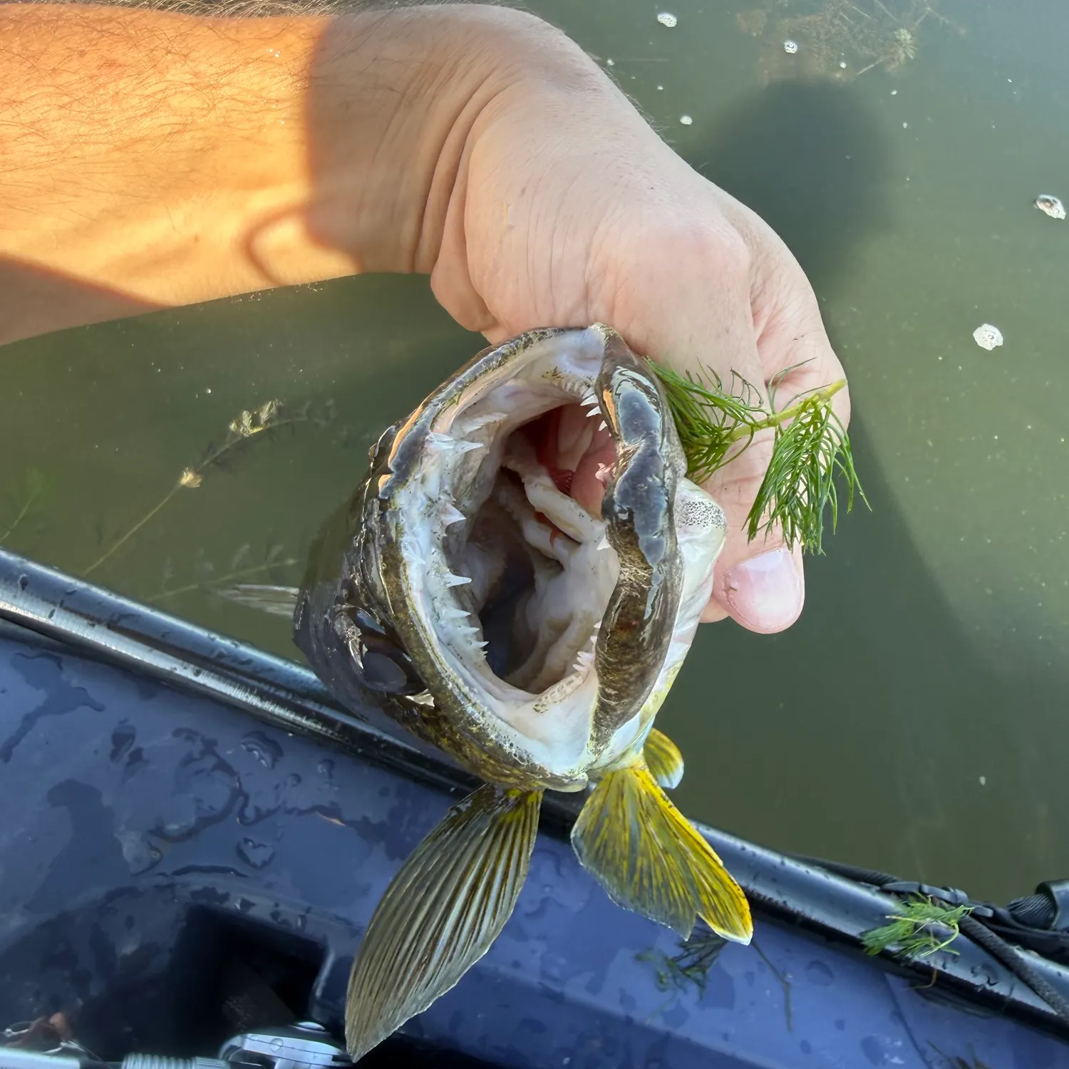 Walleye caught on Fishbrain