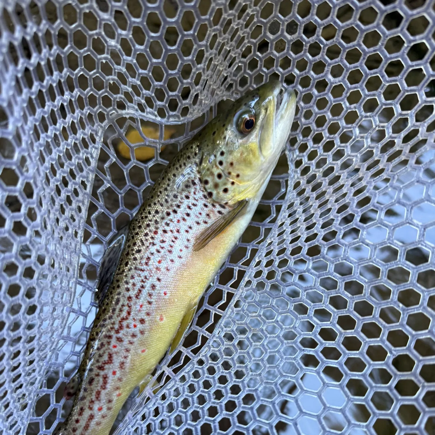 Brown trout caught on Fishbrain