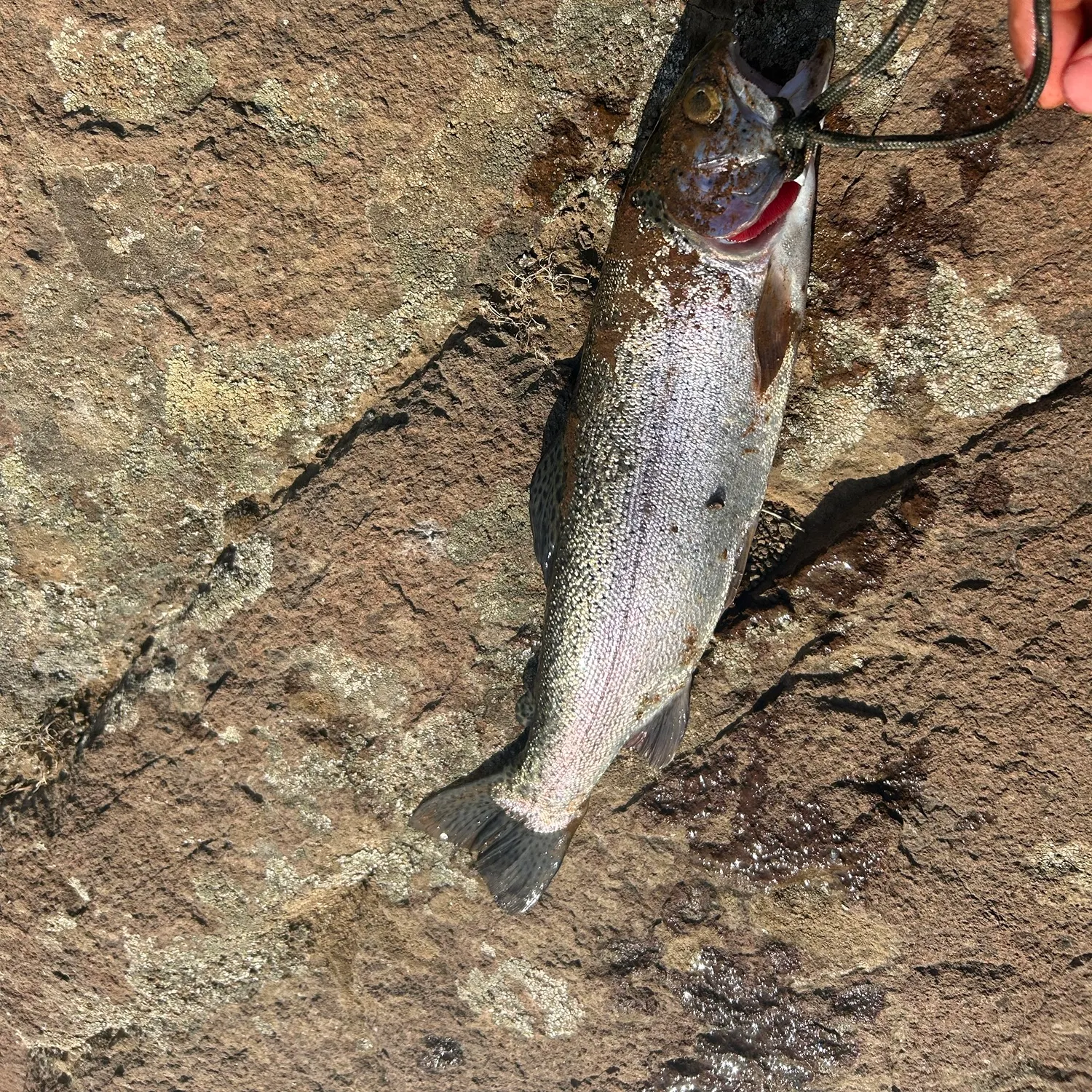 Rainbow trout caught on Fishbrain