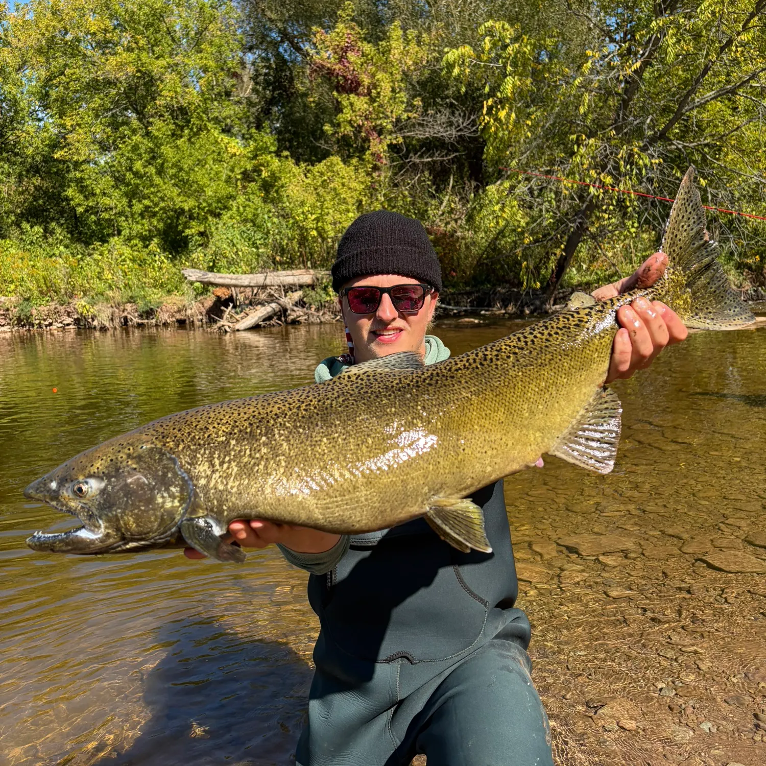 Chinook salmon caught on Fishbrain