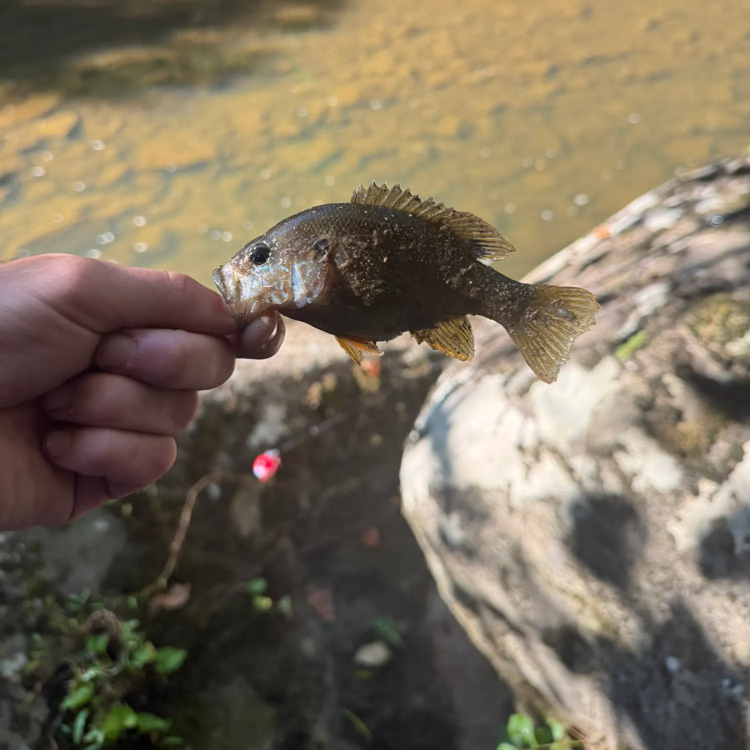 Warmouth caught on Fishbrain