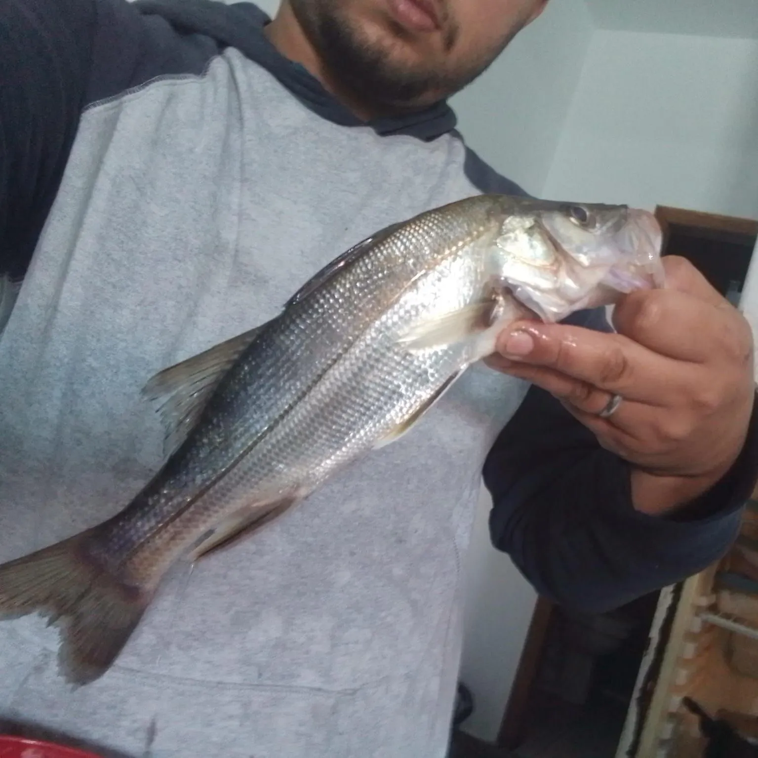 The most recent Fat snook catches on Fishbrain