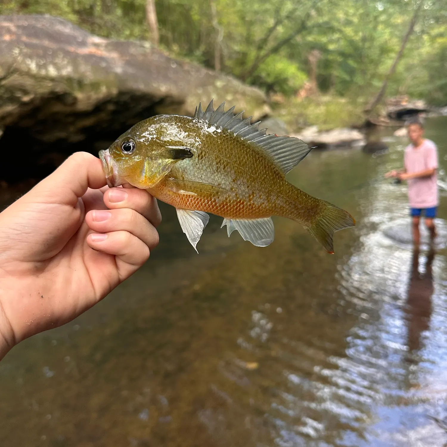 Redbreast sunfish caught on Fishbrain
