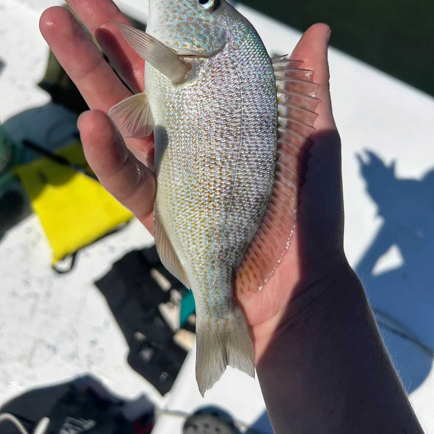 White grunt caught on Fishbrain
