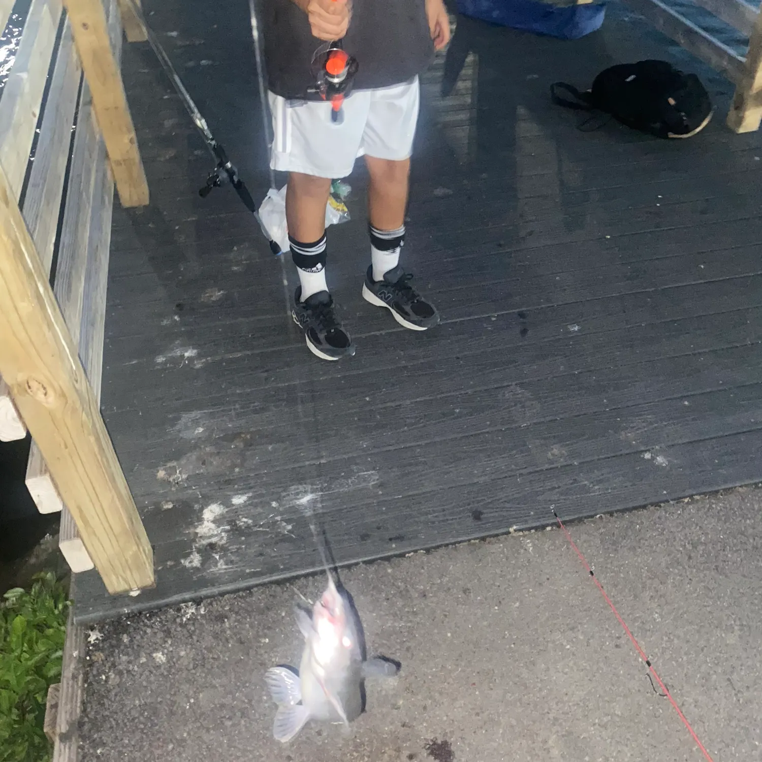 Blue catfish caught on Fishbrain