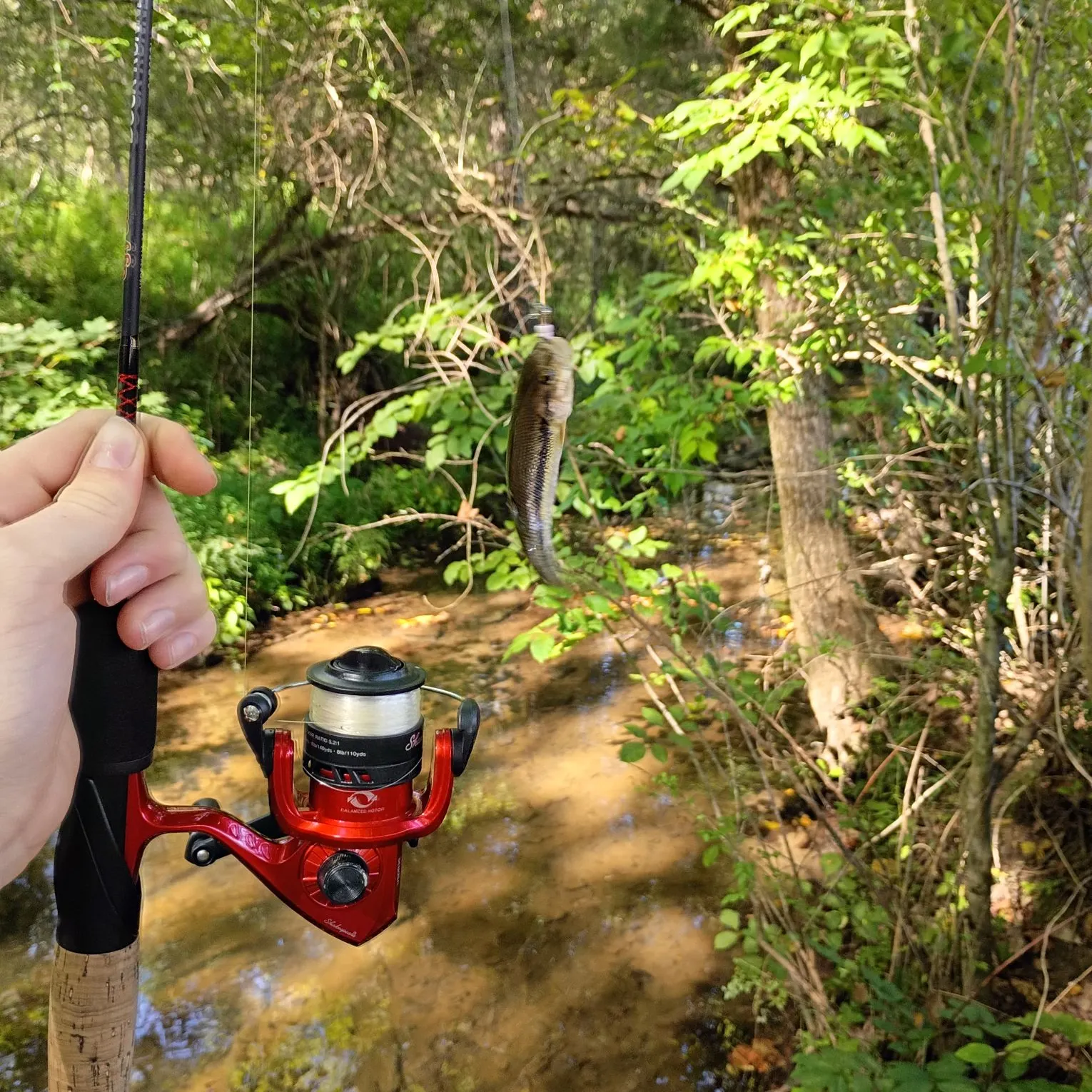 The most recent Bluntnose minnow catches on Fishbrain