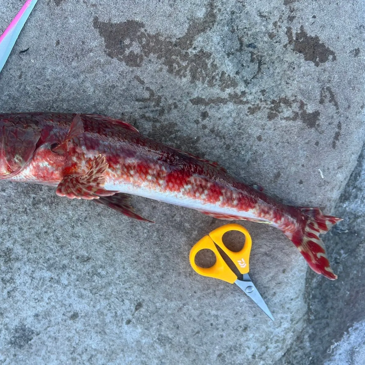 The most recent Sergeant Baker catches on Fishbrain