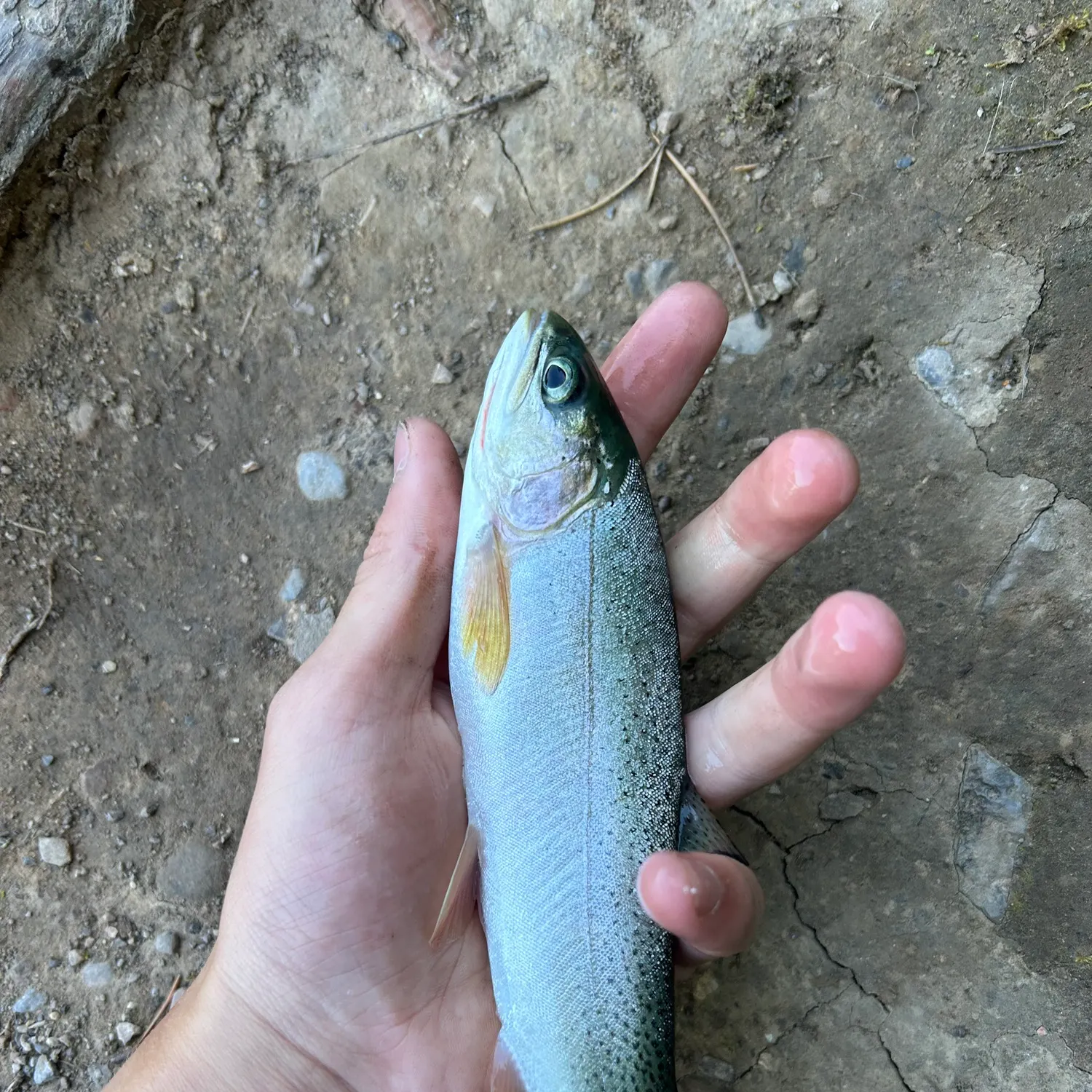 The most recent Westlope cutthroat trout catches on Fishbrain